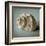 Seashell Study I-Heather Jacks-Framed Art Print