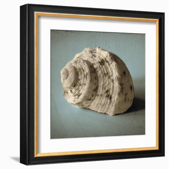 Seashell Study I-Heather Jacks-Framed Art Print