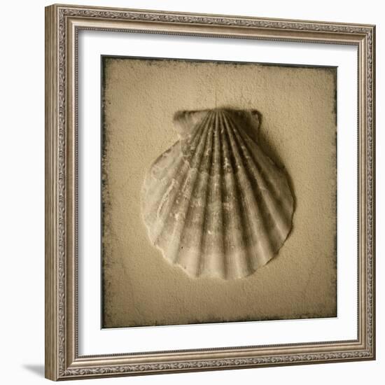 Seashell Study I-Heather Jacks-Framed Art Print