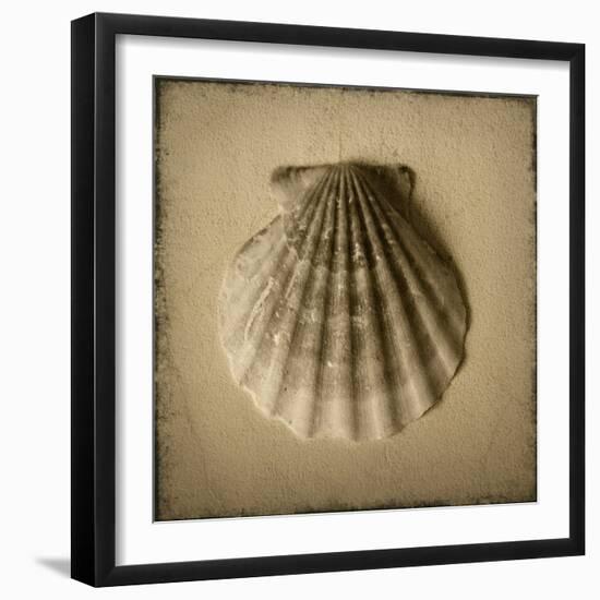 Seashell Study I-Heather Jacks-Framed Art Print