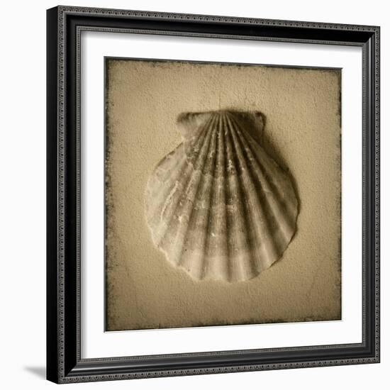 Seashell Study I-Heather Jacks-Framed Art Print