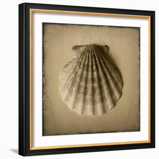 Seashell Study I-Heather Jacks-Framed Art Print