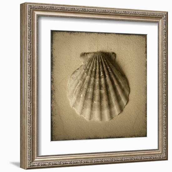 Seashell Study I-Heather Jacks-Framed Art Print