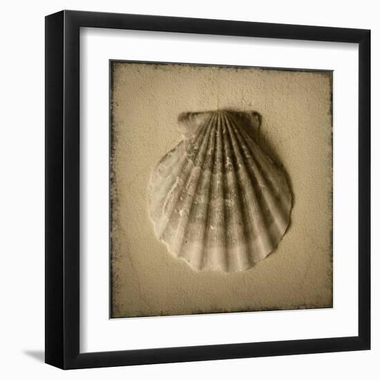 Seashell Study I-Heather Jacks-Framed Art Print