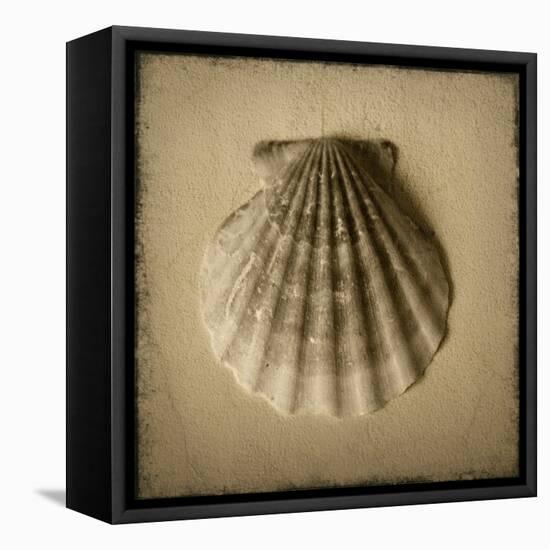 Seashell Study I-Heather Jacks-Framed Stretched Canvas