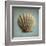 Seashell Study II-Heather Jacks-Framed Art Print