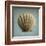 Seashell Study II-Heather Jacks-Framed Art Print