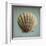 Seashell Study II-Heather Jacks-Framed Art Print