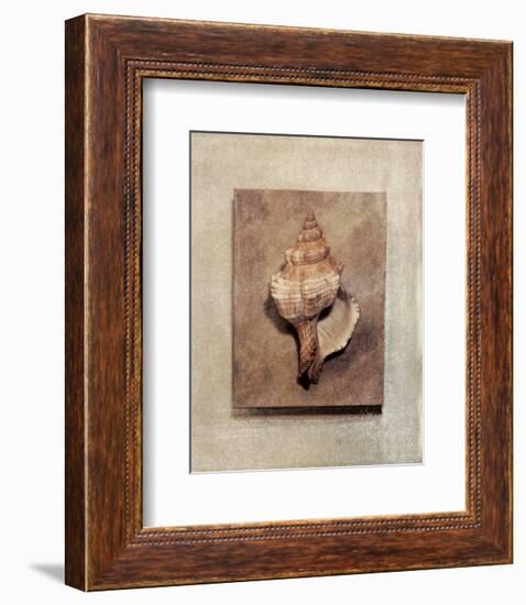 Seashell Study III-Julie Nightingale-Framed Art Print