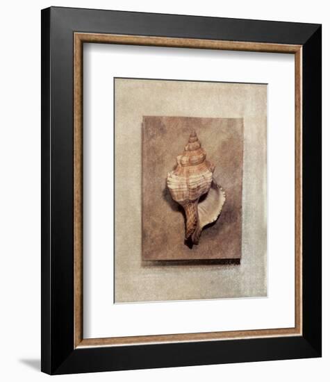Seashell Study III-Julie Nightingale-Framed Art Print
