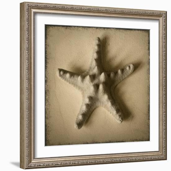 Seashell Study III-Heather Jacks-Framed Art Print