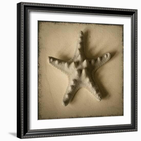 Seashell Study III-Heather Jacks-Framed Art Print