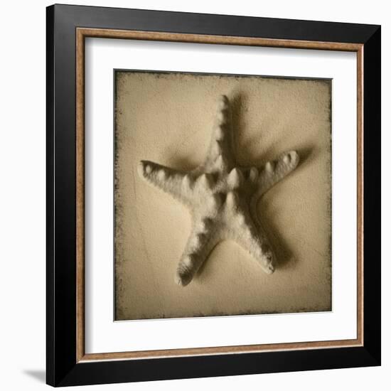 Seashell Study III-Heather Jacks-Framed Art Print