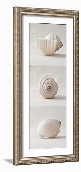 Seashell Trio II-Assaf Frank-Framed Art Print