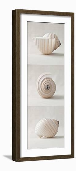 Seashell Trio II-Assaf Frank-Framed Art Print