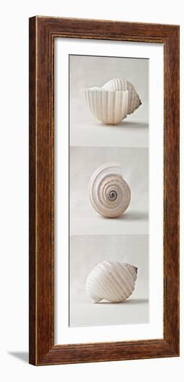 Seashell Trio II-Assaf Frank-Framed Art Print