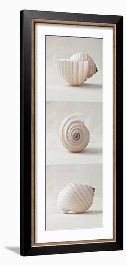 Seashell Trio II-Assaf Frank-Framed Art Print