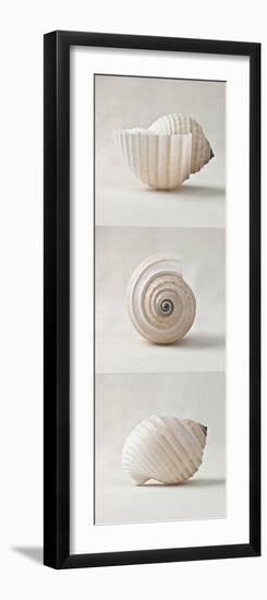 Seashell Trio II-Assaf Frank-Framed Art Print