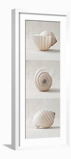 Seashell Trio II-Assaf Frank-Framed Art Print