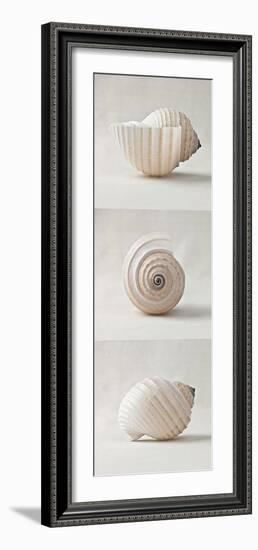 Seashell Trio II-Assaf Frank-Framed Art Print