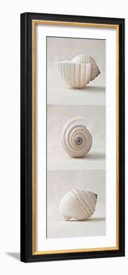 Seashell Trio II-Assaf Frank-Framed Art Print