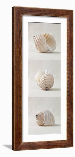 Seashell Trio III-Assaf Frank-Framed Giclee Print