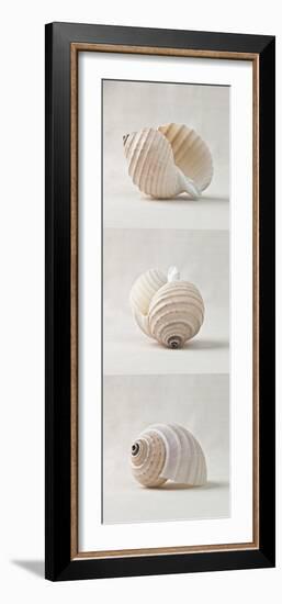 Seashell Trio III-Assaf Frank-Framed Giclee Print