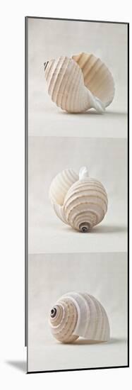 Seashell Trio III-Assaf Frank-Mounted Giclee Print