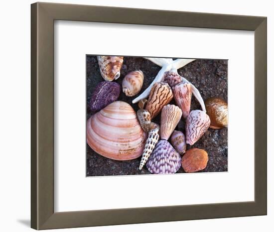 Seashells Along the Gulf of California, Loresto, Mexico-Chuck Haney-Framed Photographic Print