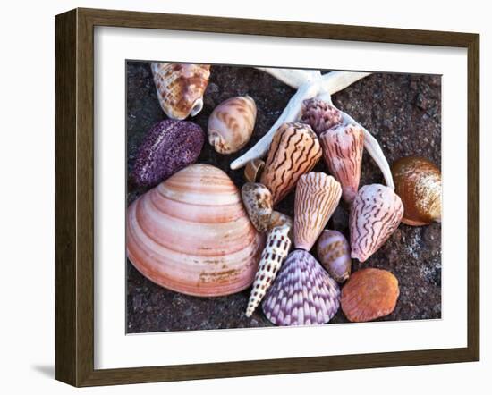 Seashells Along the Gulf of California, Loresto, Mexico-Chuck Haney-Framed Photographic Print