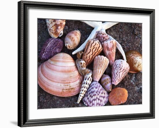 Seashells Along the Gulf of California, Loresto, Mexico-Chuck Haney-Framed Photographic Print