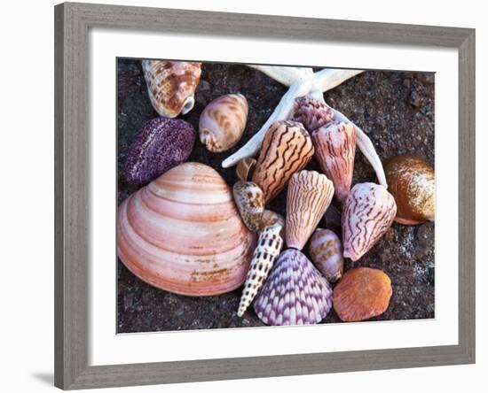 Seashells Along the Gulf of California, Loresto, Mexico-Chuck Haney-Framed Photographic Print