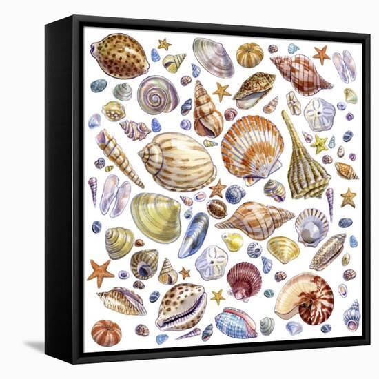 Seashells Array-Geraldine Aikman-Framed Premier Image Canvas