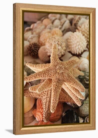 Seashells for Sale Zihuatanejo, Mexico-Julien McRoberts-Framed Premier Image Canvas