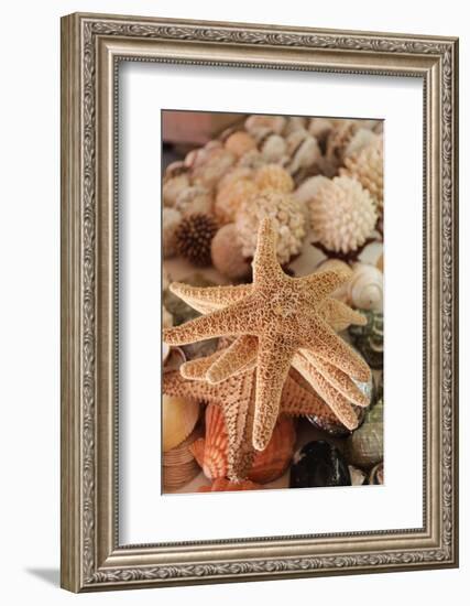 Seashells for Sale Zihuatanejo, Mexico-Julien McRoberts-Framed Photographic Print