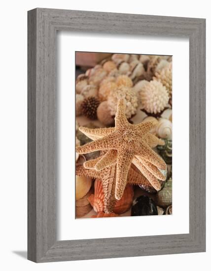 Seashells for Sale Zihuatanejo, Mexico-Julien McRoberts-Framed Photographic Print