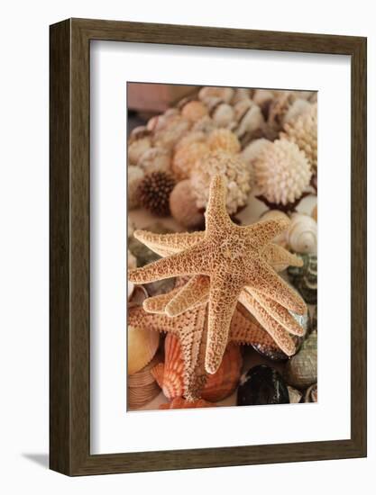 Seashells for Sale Zihuatanejo, Mexico-Julien McRoberts-Framed Photographic Print