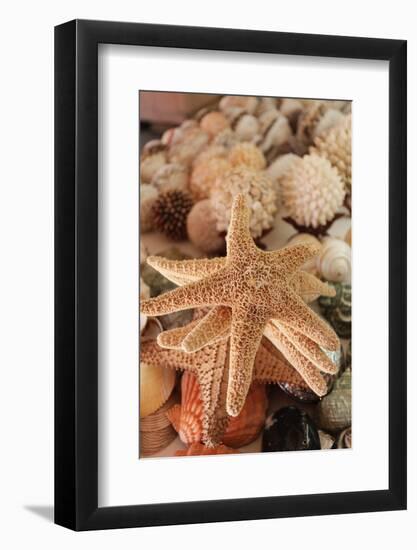 Seashells for Sale Zihuatanejo, Mexico-Julien McRoberts-Framed Photographic Print