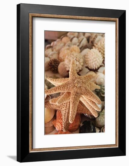 Seashells for Sale Zihuatanejo, Mexico-Julien McRoberts-Framed Photographic Print