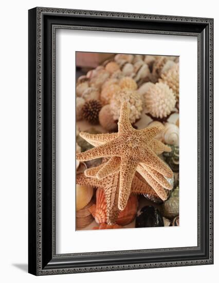 Seashells for Sale Zihuatanejo, Mexico-Julien McRoberts-Framed Photographic Print