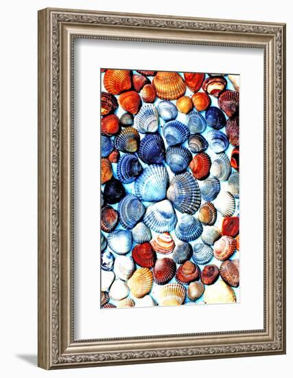 Seashells from the North Sea in Different Colors-Alaya Gadeh-Framed Photographic Print