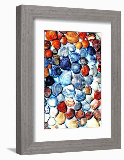 Seashells from the North Sea in Different Colors-Alaya Gadeh-Framed Photographic Print