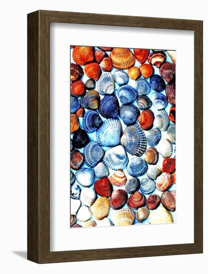 Seashells from the North Sea in Different Colors-Alaya Gadeh-Framed Photographic Print