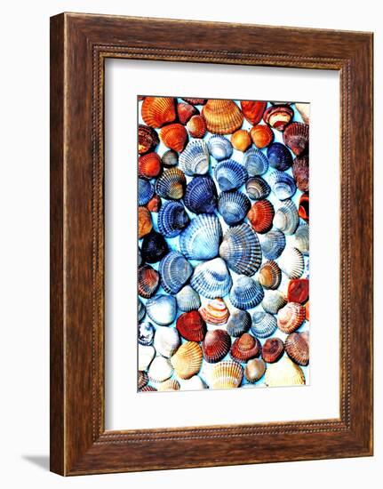 Seashells from the North Sea in Different Colors-Alaya Gadeh-Framed Photographic Print