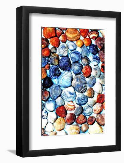 Seashells from the North Sea in Different Colors-Alaya Gadeh-Framed Photographic Print