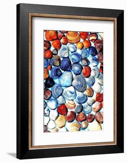 Seashells from the North Sea in Different Colors-Alaya Gadeh-Framed Photographic Print