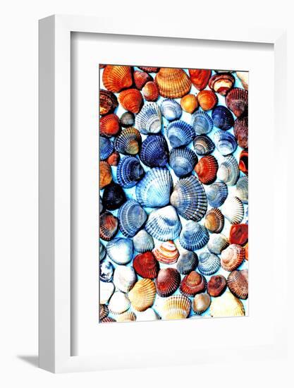 Seashells from the North Sea in Different Colors-Alaya Gadeh-Framed Photographic Print