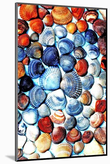 Seashells from the North Sea in Different Colors-Alaya Gadeh-Mounted Photographic Print