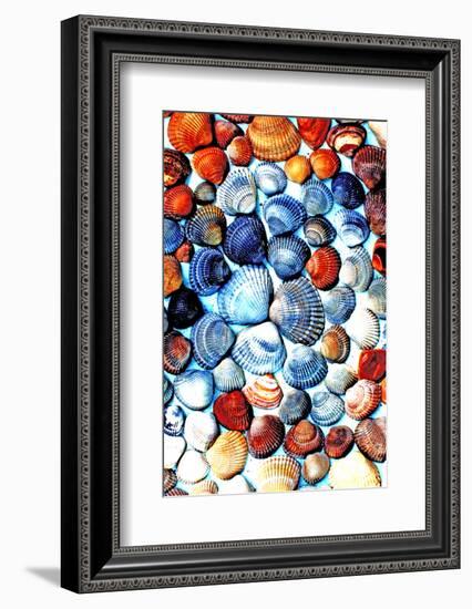 Seashells from the North Sea in Different Colors-Alaya Gadeh-Framed Photographic Print