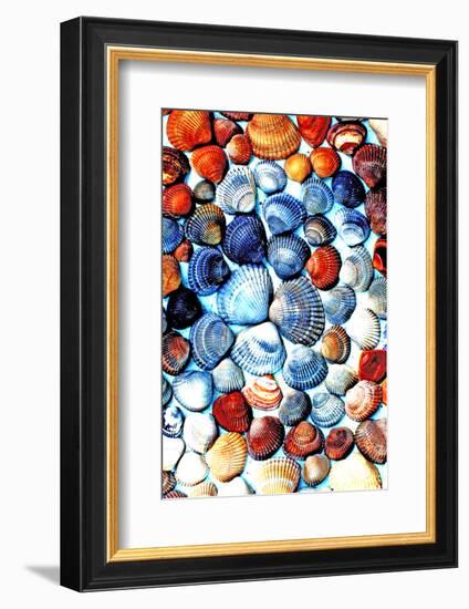 Seashells from the North Sea in Different Colors-Alaya Gadeh-Framed Photographic Print